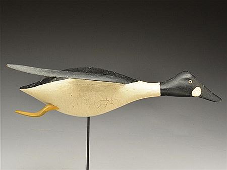 Flying goldeneye drake