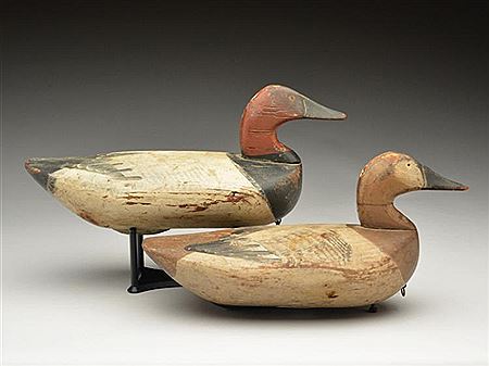 Pair of canvasbacks