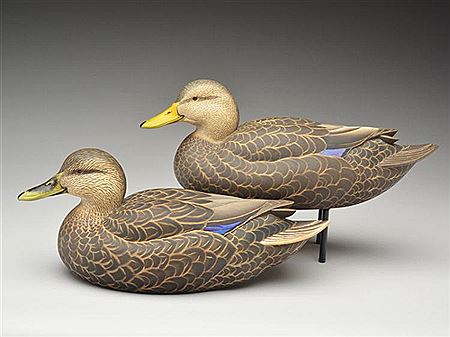 Pair of black ducks