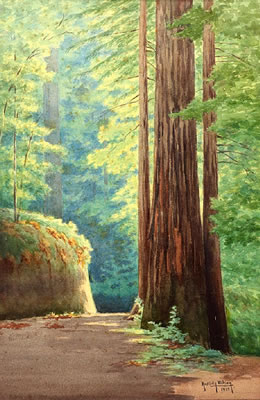 Redwood Path