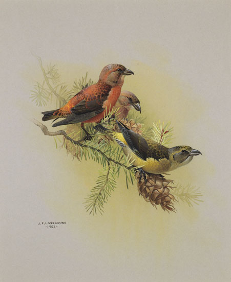 Red Crossbill