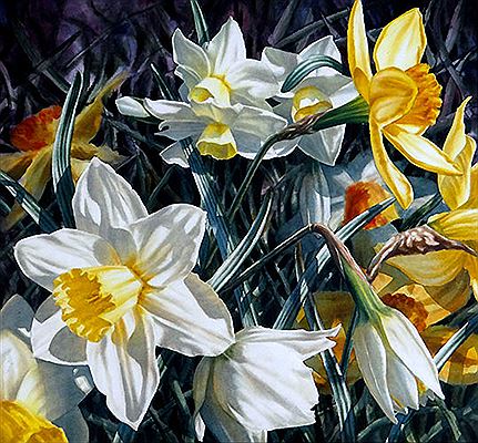 Daffodils