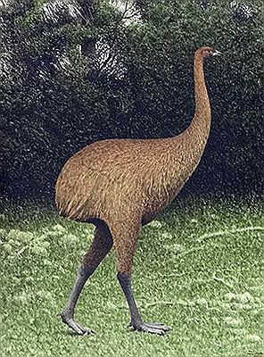Giant Moa