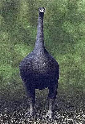 Stout-Legged Moa