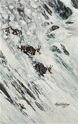 Chamois in the high mountains