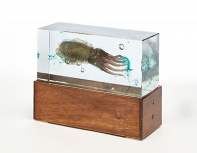 "Seppia - Acquario"