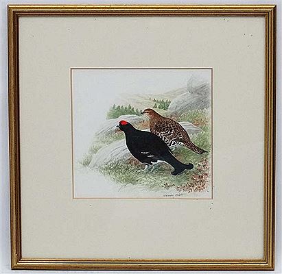Wildlife Illustrator