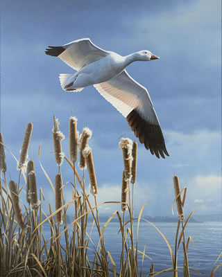 Solitary Snow Goose