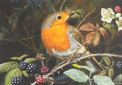 European Robin and Blackberries