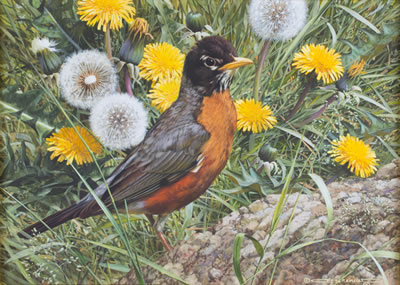Robin and Dandelions