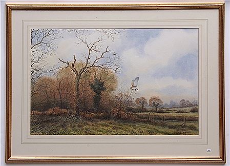 Barn Owl in Flight