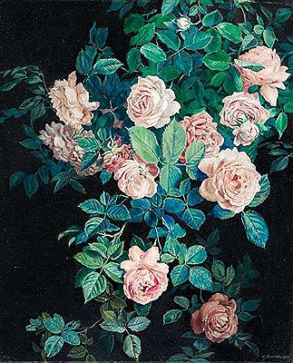 Rosa Kletterrosen vor dunklem Grund