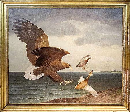 Zwei Enten jagender Seeadler