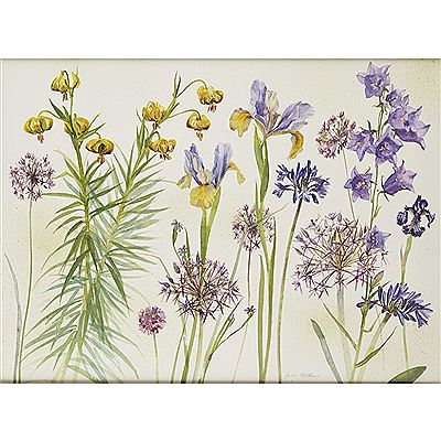 TURKS HEAD LILIES