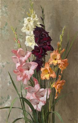 Gladioli