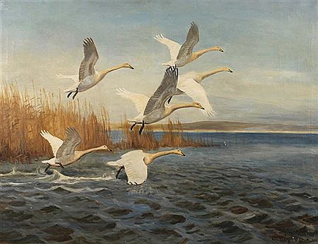 Aufsteigende Gänse vor einer mit Schilf bewachsenen Uferpartie hochfliegende Wildgänse, mit weitem Blick über einen ruhigen See und leicht geschwungener Hügelkette am Horizont