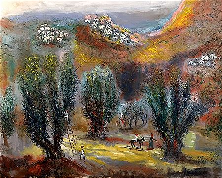 Olive Harvest In the Galilee