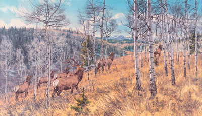 Quaking Aspen- Elk