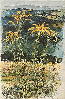 ''Goldenrod Flowers''