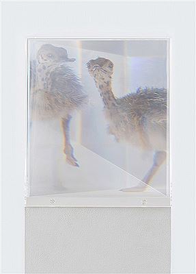 PixCell [Ostrich#1]