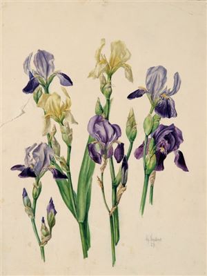 "/ Ch. Schubert, Zwei Schwertliliendarstellungen. 1916/"