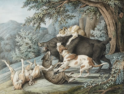 DOGS ATTACKING A BOAR