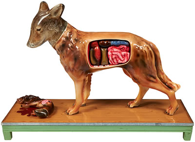 Coyote with Squirrel