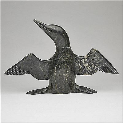 LOON DRYING FEATHERS