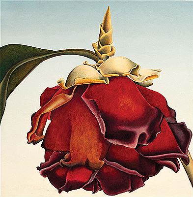 Dead Camelia