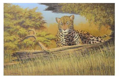 Resting Jaguar