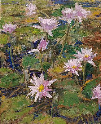 Water Lily