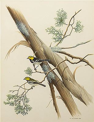 Birds Perched on Tree Branches