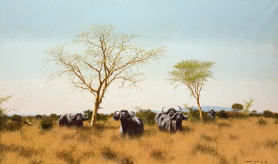 Water Buffalo Grazing