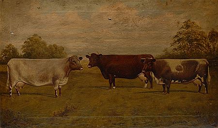Cattle Portrait, Witch, Beauty and Faithful