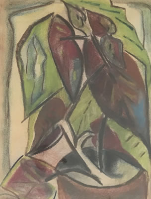 Philodendron
