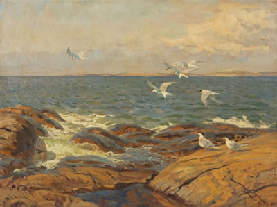 Arctic terns at a rocky coast.