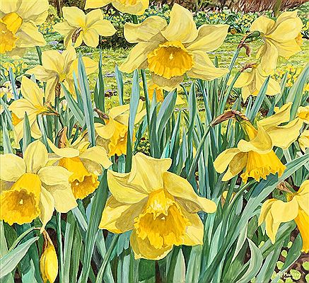 Narcis flowers