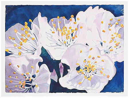 Azaleas