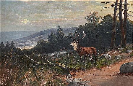 Deer (Stag)
