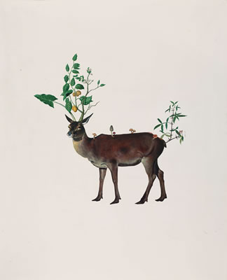 Marlboro Deer