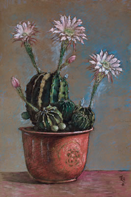 Ball Cactus in Blossom