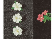 Camellia
