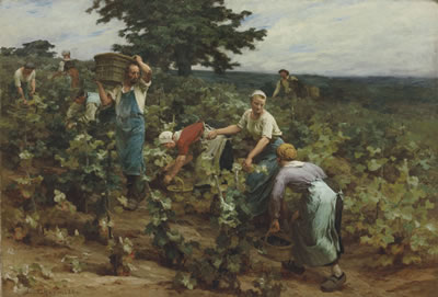 La vendange à Mont-Saint-Père