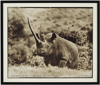 World-Class Black Rhino, Aberdare Forest, 1972