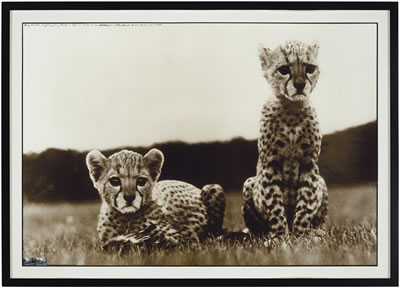 Orphaned Cheetah Cubs, Mweiga, Kenya, 1968