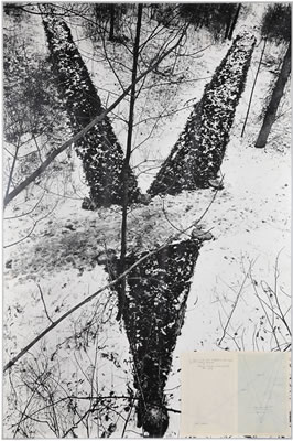 A Trace in the Wood in the Form of an Angle of 30° - Crossing the Path