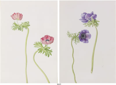 Two Anemones (Purple) (i); Two Anemones (Red) (ii)