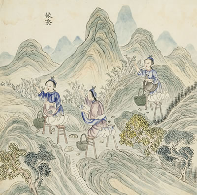 The Cultivation and Export of Tea – a set of twenty-four