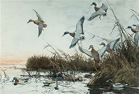 Mallards Lighting In