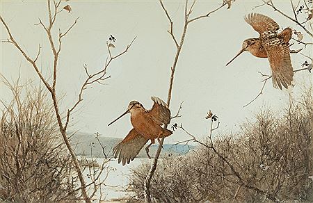 Flight Woodcock